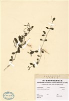 藏品(鴨母草(水丁黃))的圖片